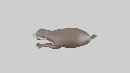 Otter swimming model VR / AR / low-poly