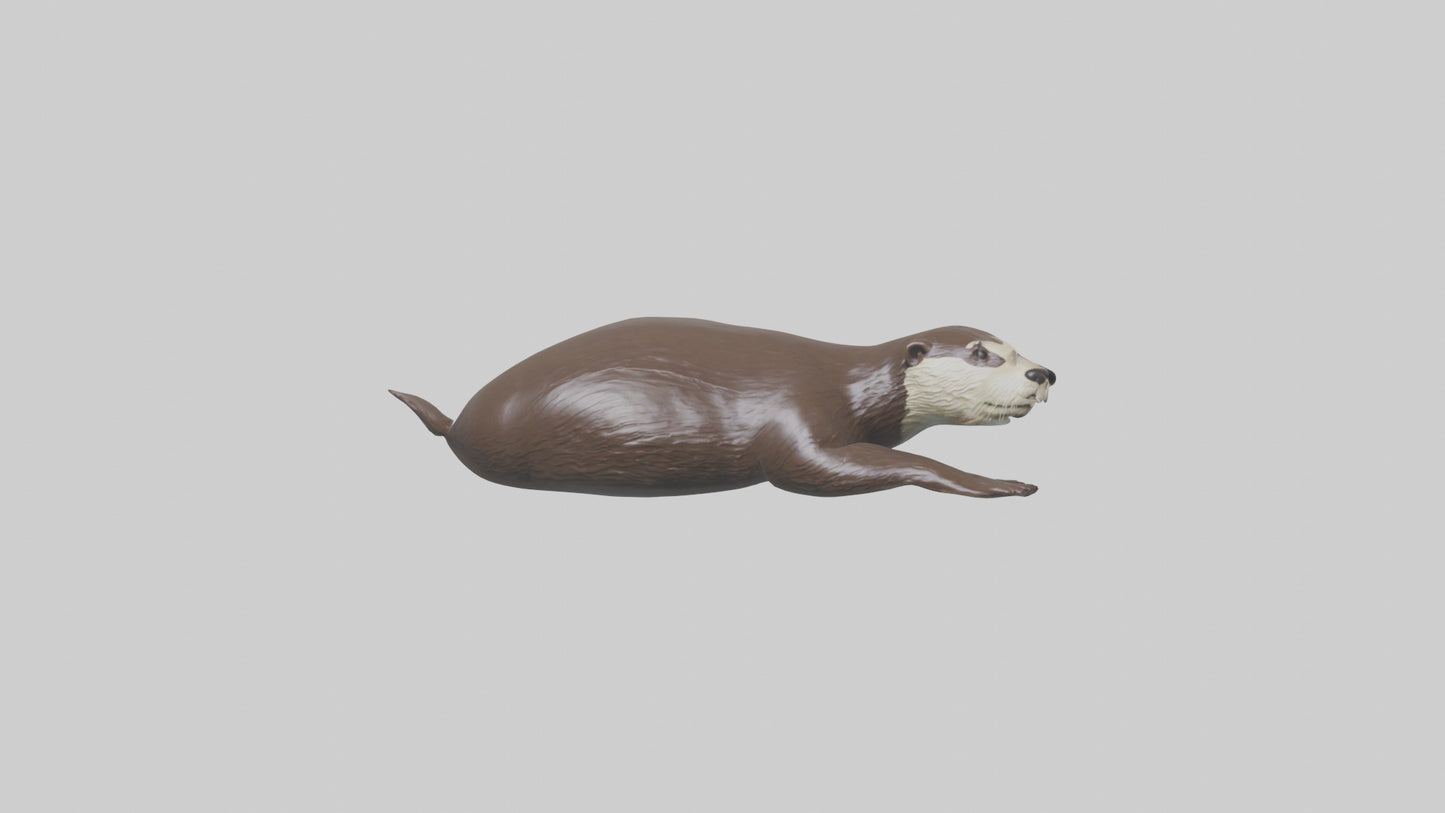 Otter swimming model VR / AR / low-poly