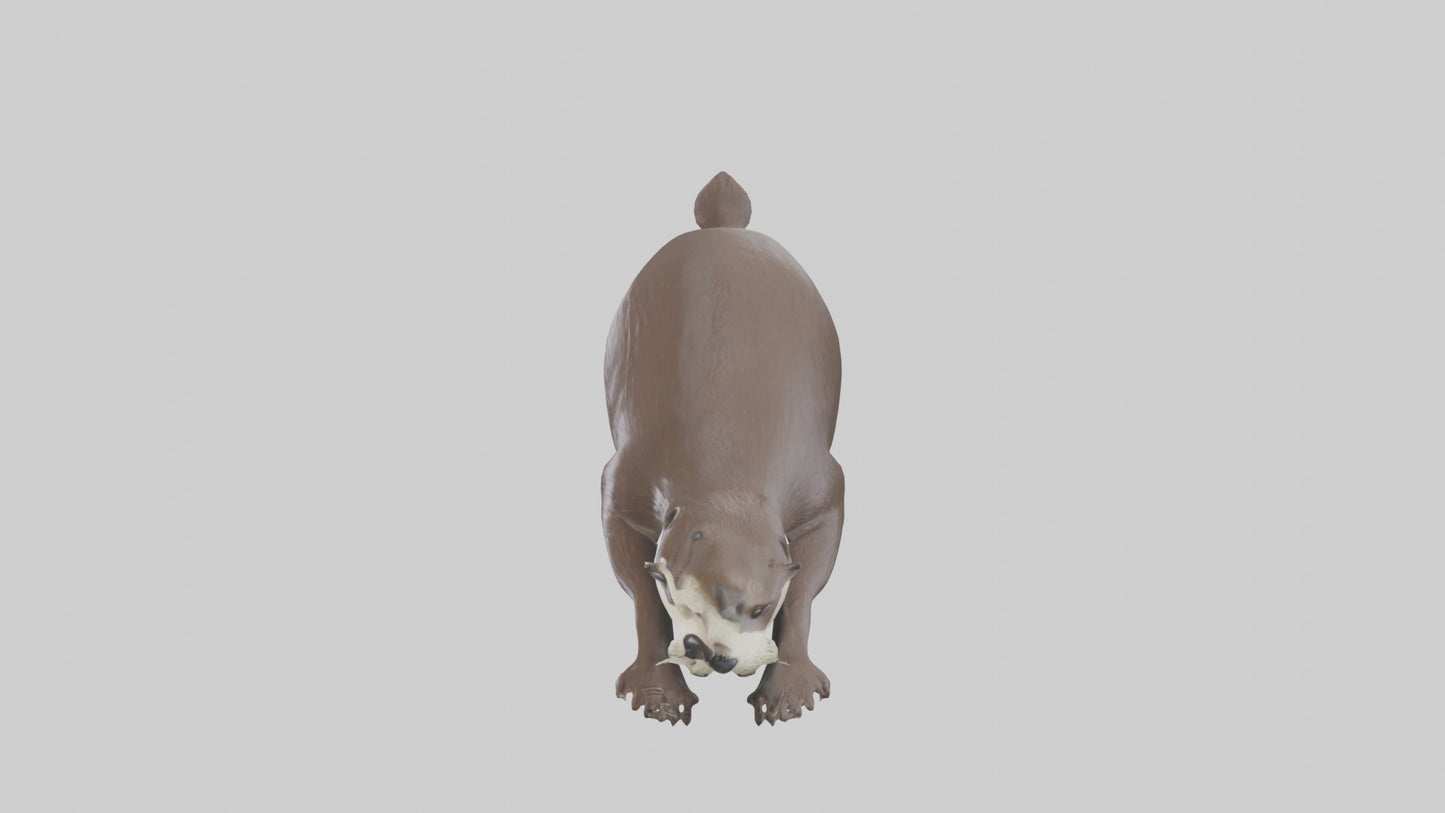Otter swimming model VR / AR / low-poly