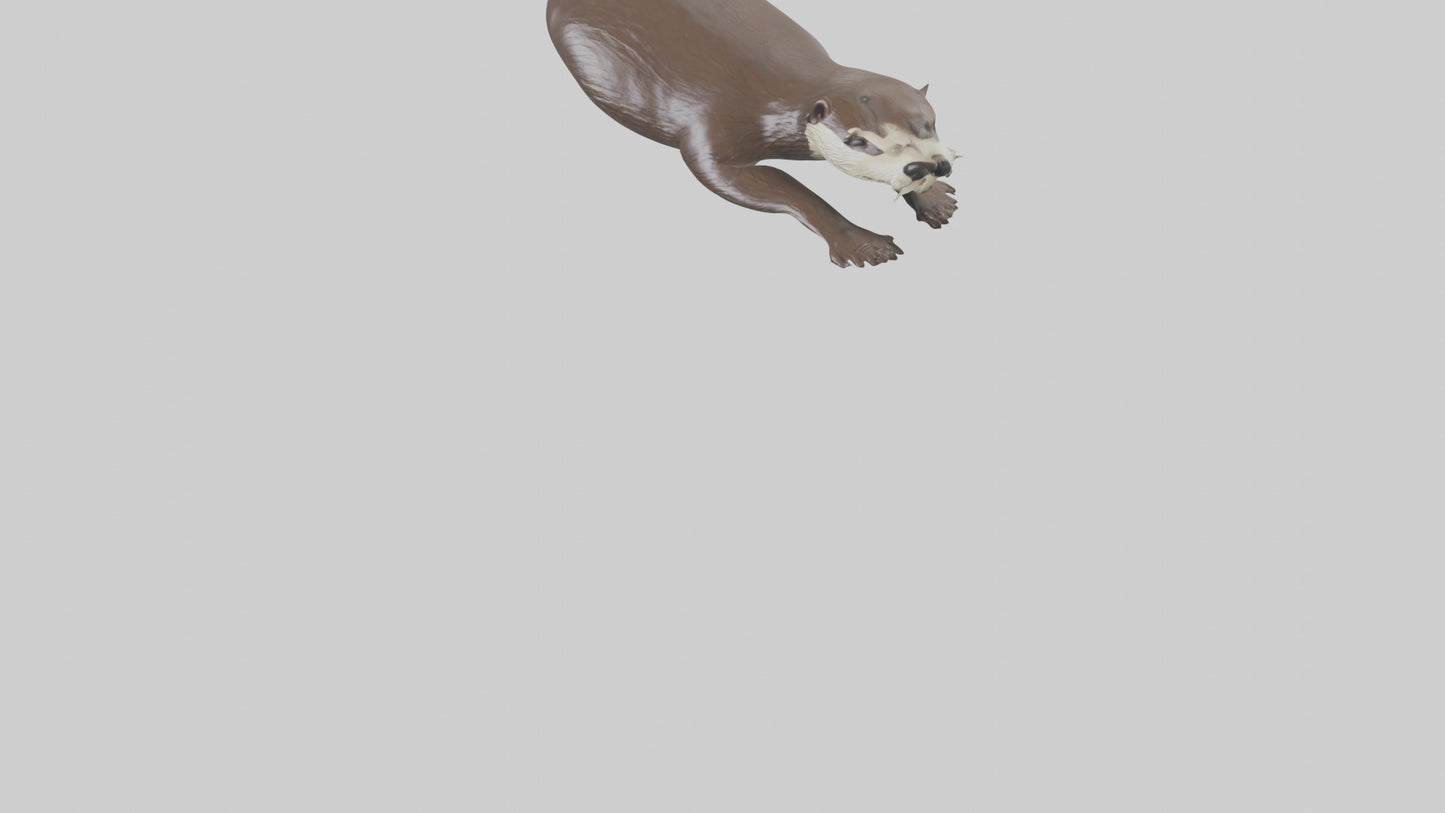 Otter swimming model VR / AR / low-poly