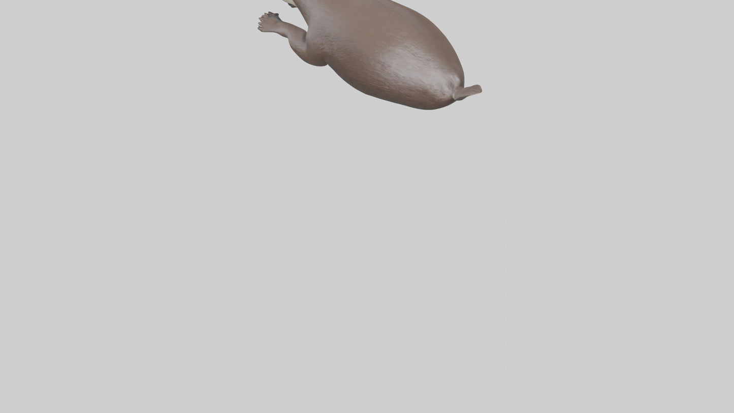 Otter swimming model VR / AR / low-poly
