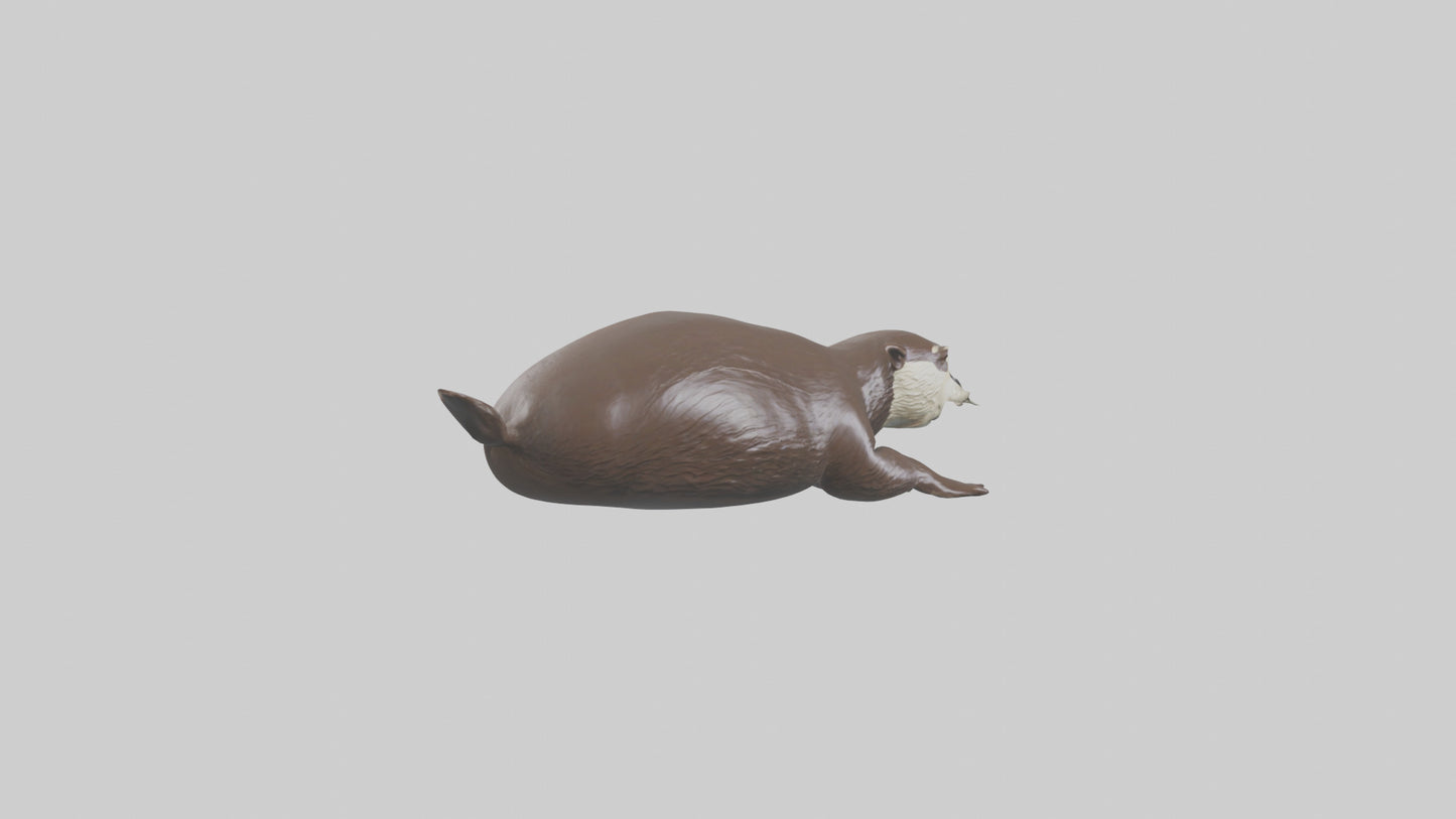 Otter swimming model VR / AR / low-poly