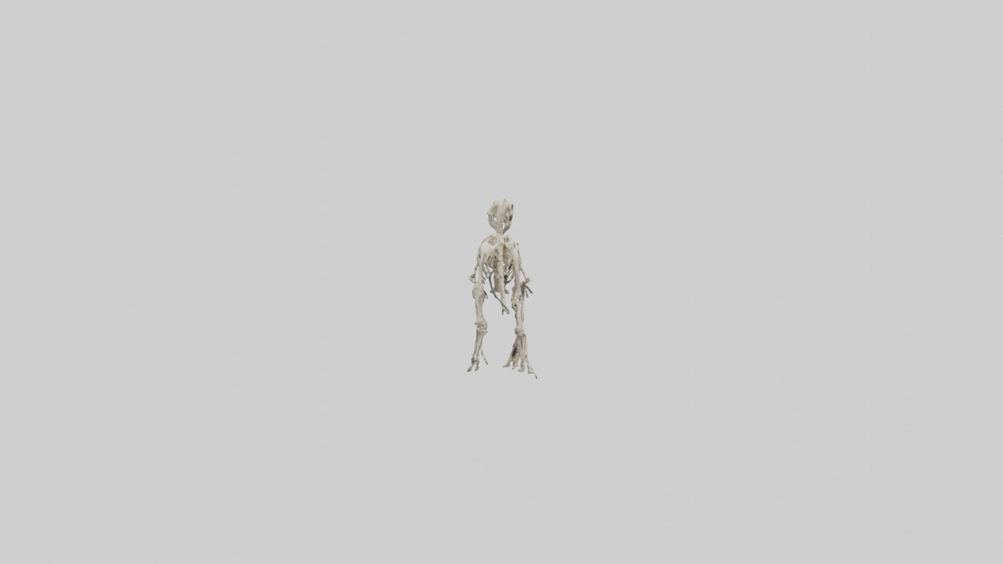 3D model Oviraptor Skeleton model VR / AR / low-poly