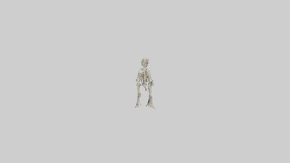 3D model Oviraptor Skeleton model VR / AR / low-poly
