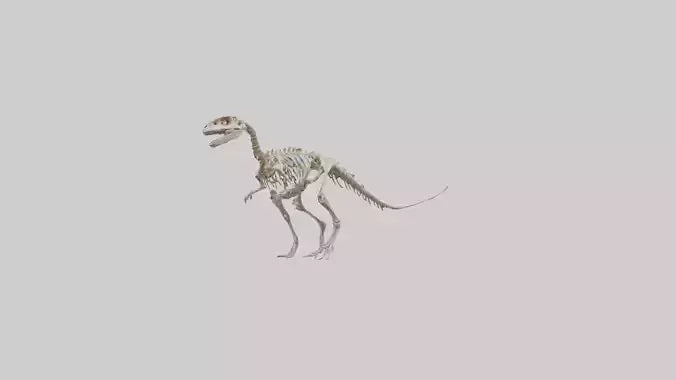 3D model Oviraptor Skeleton model VR / AR / low-poly