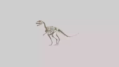 3D model Oviraptor Skeleton model VR / AR / low-poly