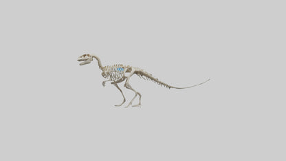 3D model Oviraptor Skeleton model VR / AR / low-poly