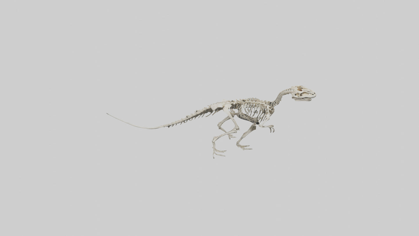 3D model Oviraptor Skeleton model VR / AR / low-poly