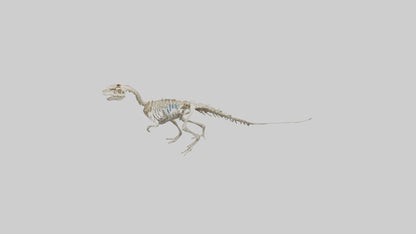 3D model Oviraptor Skeleton model VR / AR / low-poly