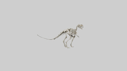 3D model Oviraptor Skeleton model VR / AR / low-poly