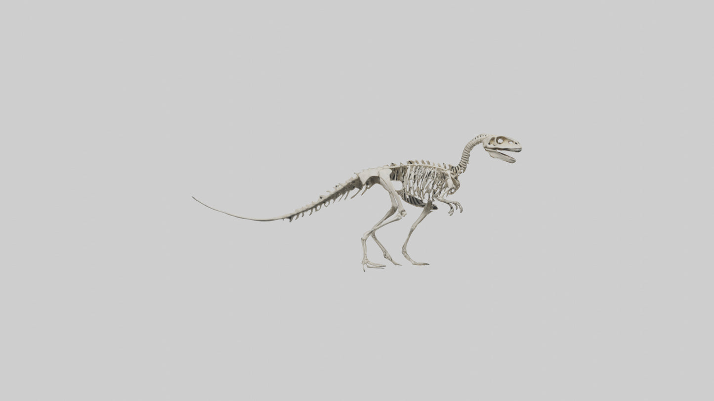 3D model Oviraptor Skeleton model VR / AR / low-poly