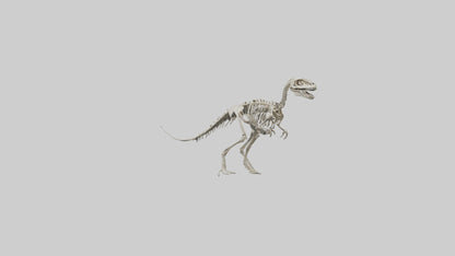 3D model Oviraptor Skeleton model VR / AR / low-poly
