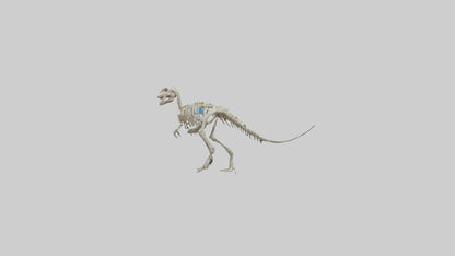 3D model Oviraptor Skeleton model VR / AR / low-poly