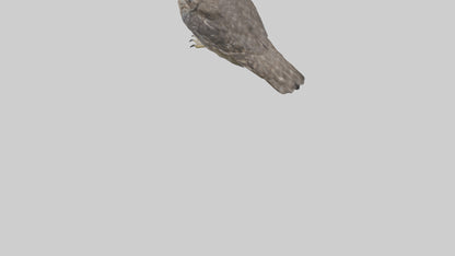 3D model Owl Beak VR / AR / low-poly