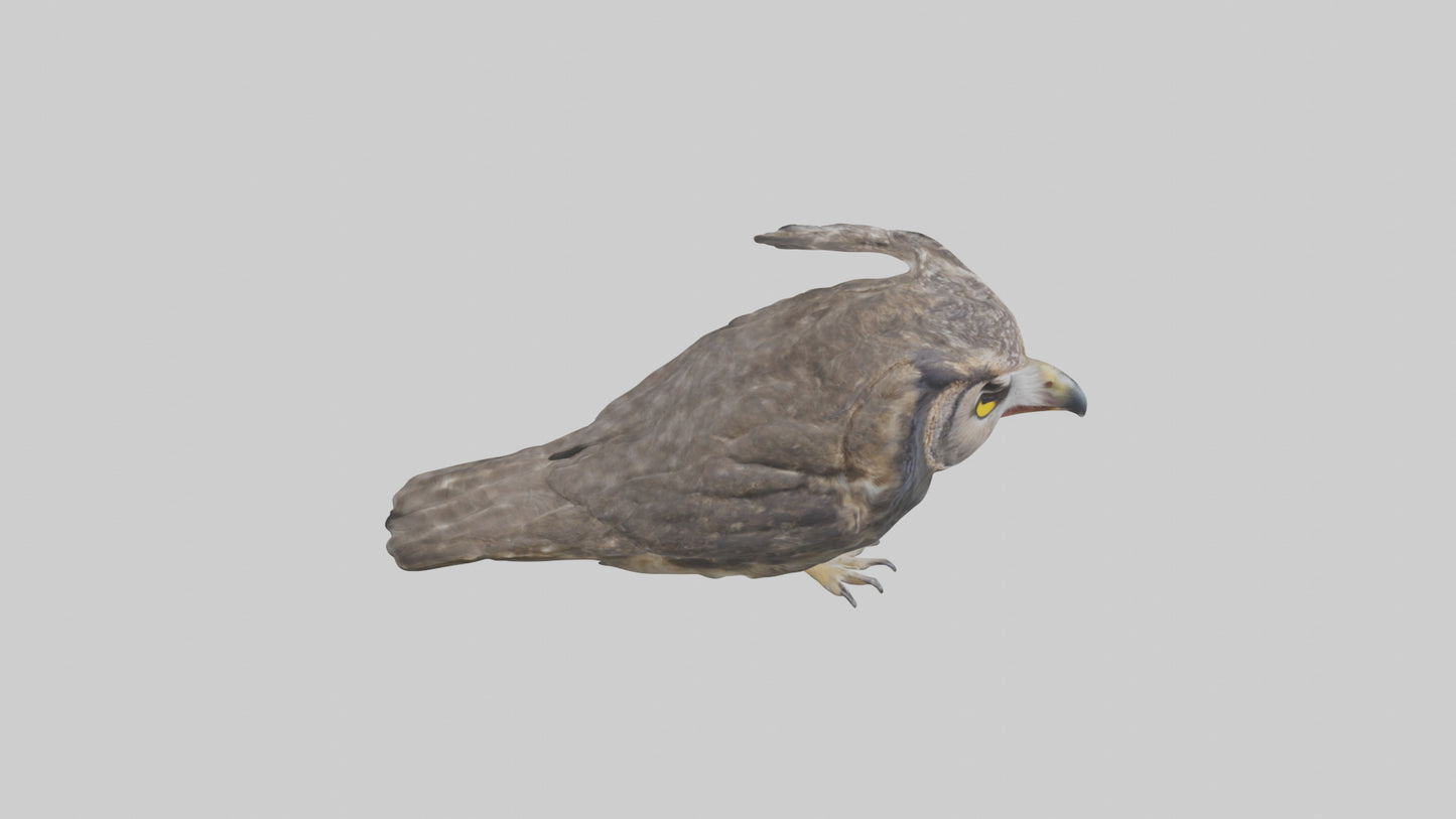 3D model Owl Beak VR / AR / low-poly