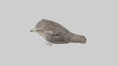 3D model Owl Beak VR / AR / low-poly