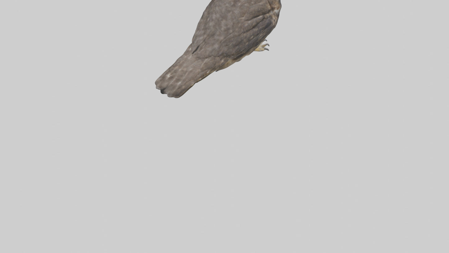 3D model Owl Beak VR / AR / low-poly