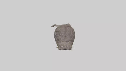 3D model Owl Beak VR / AR / low-poly