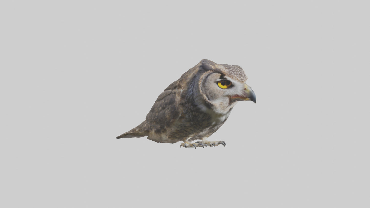 3D model Owl Beak VR / AR / low-poly