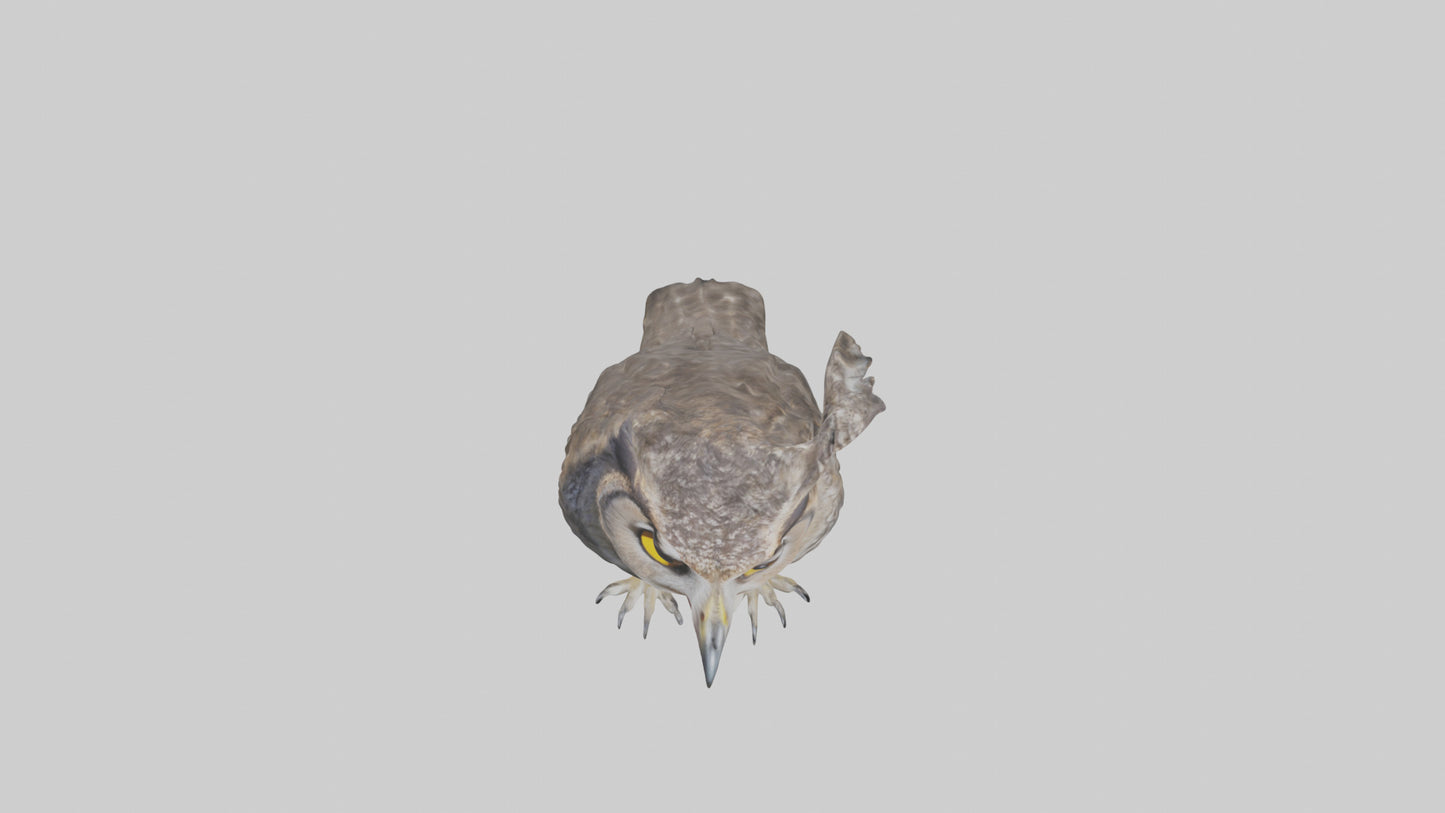 3D model Owl Beak VR / AR / low-poly