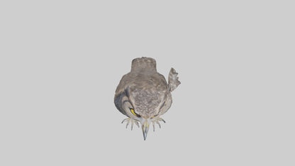 3D model Owl Beak VR / AR / low-poly