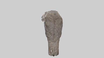 3D model Owl Beak VR / AR / low-poly