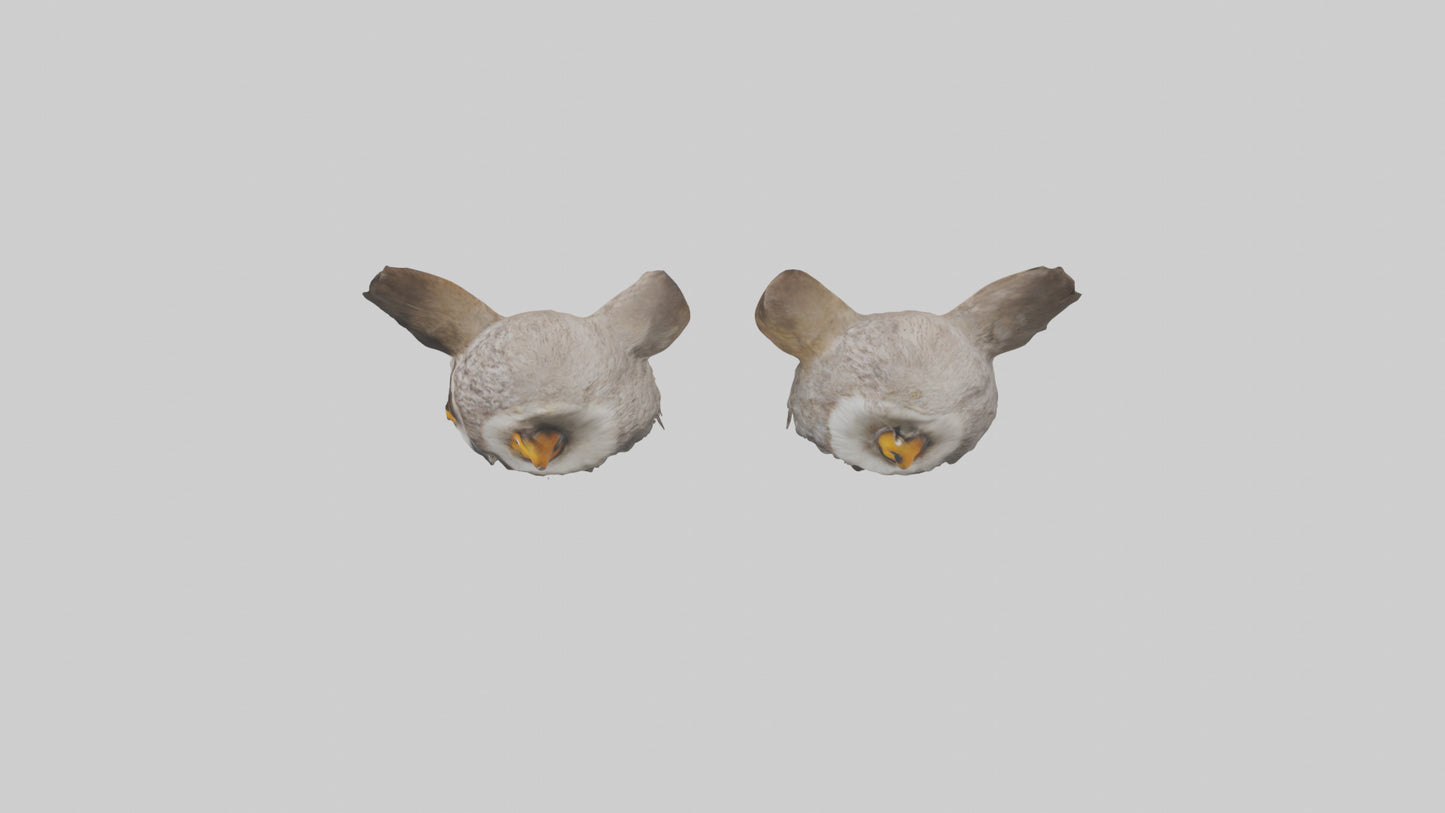 3D model Owl Eyes Model VR / AR / low-poly