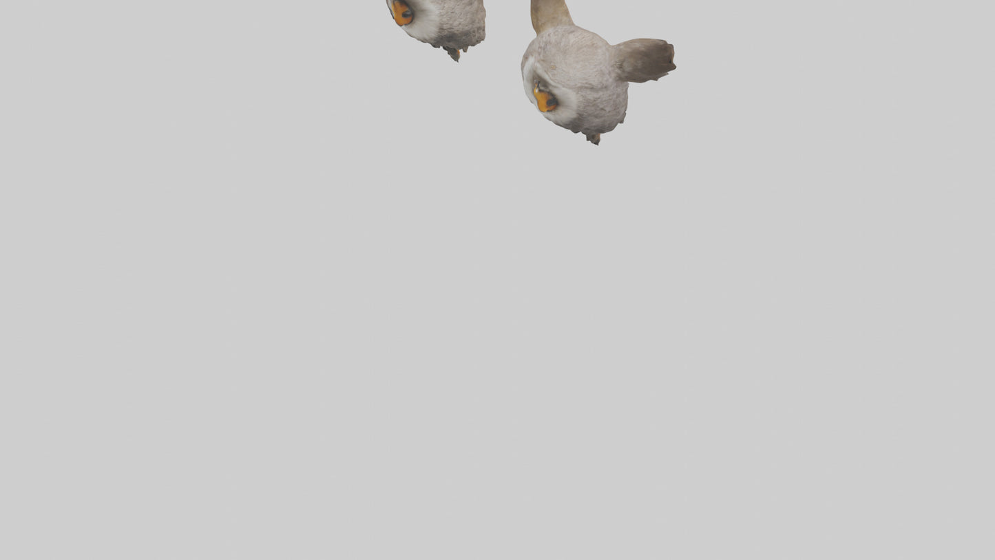 3D model Owl Eyes Model VR / AR / low-poly