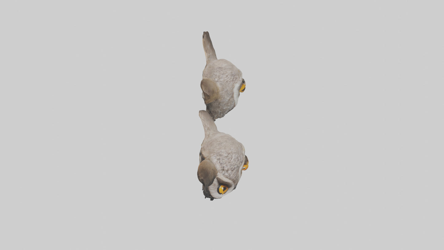 3D model Owl Eyes Model VR / AR / low-poly