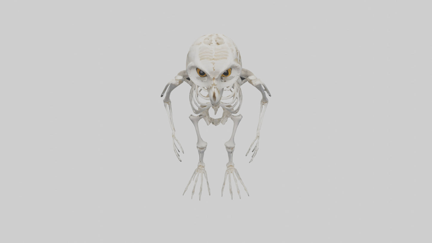 3D model Owl Skeleton model VR / AR / low-poly