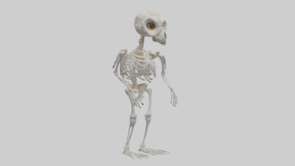 3D model Owl Skeleton model VR / AR / low-poly
