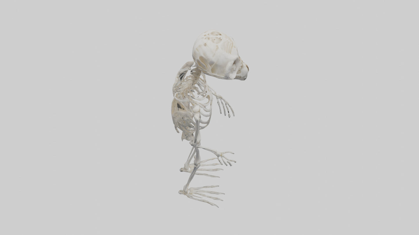3D model Owl Skeleton model VR / AR / low-poly