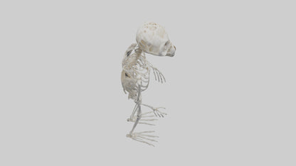 3D model Owl Skeleton model VR / AR / low-poly