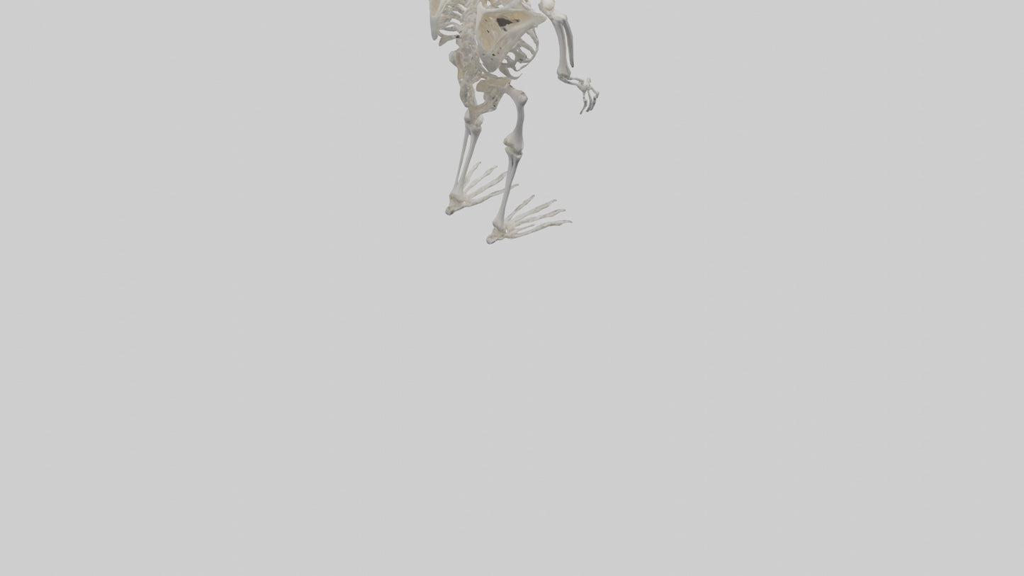 3D model Owl Skeleton model VR / AR / low-poly