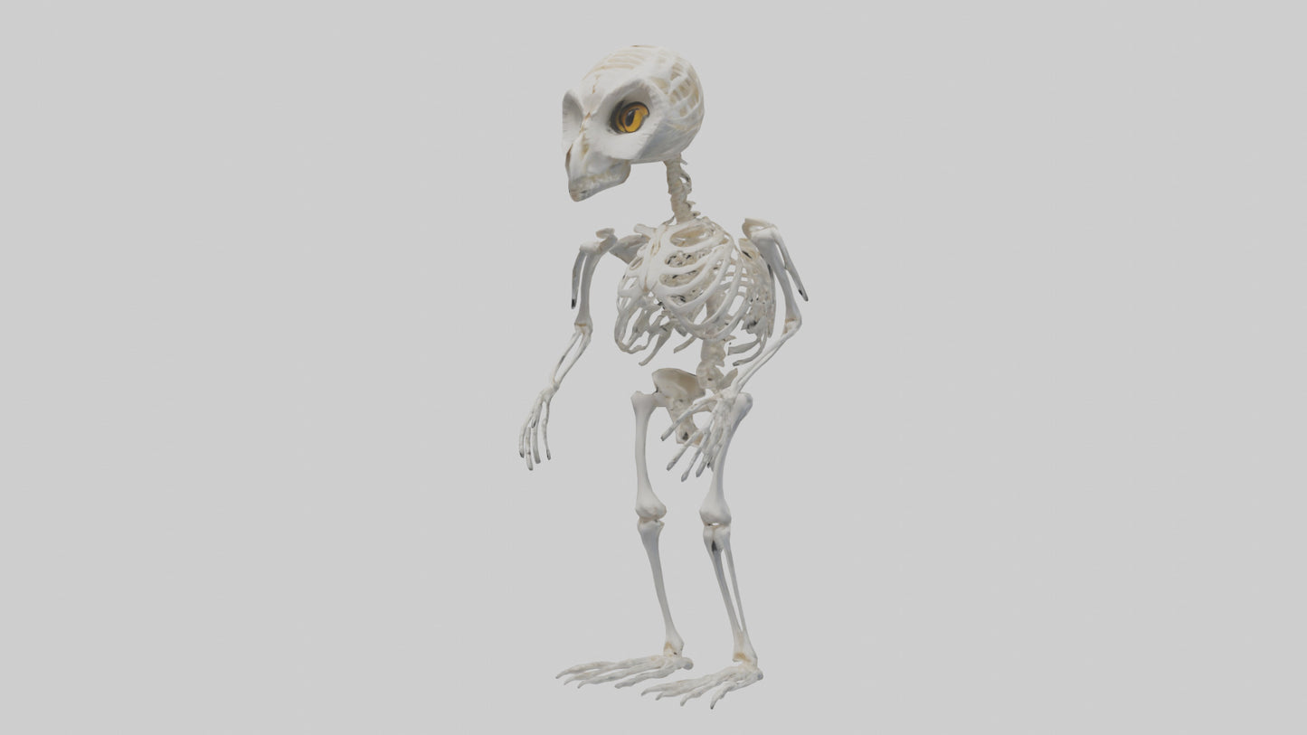 3D model Owl Skeleton model VR / AR / low-poly