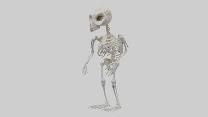 3D model Owl Skeleton model VR / AR / low-poly