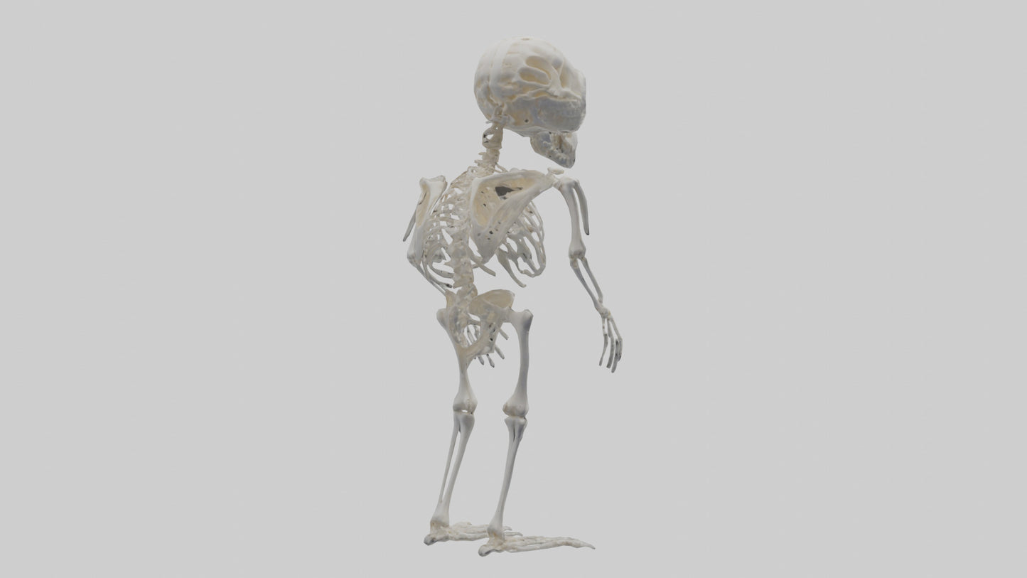3D model Owl Skeleton model VR / AR / low-poly