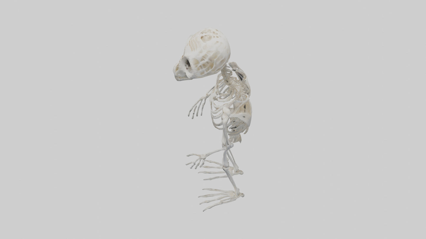 3D model Owl Skeleton model VR / AR / low-poly