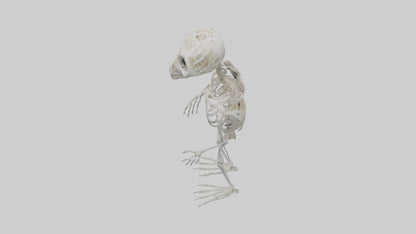 3D model Owl Skeleton model VR / AR / low-poly