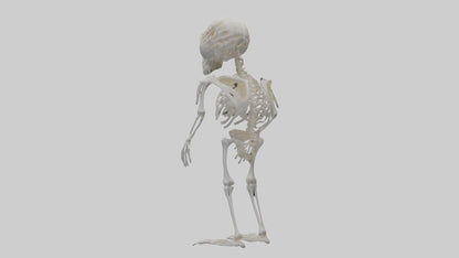 3D model Owl Skeleton model VR / AR / low-poly