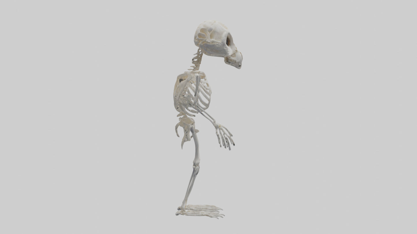 3D model Owl Skeleton model VR / AR / low-poly