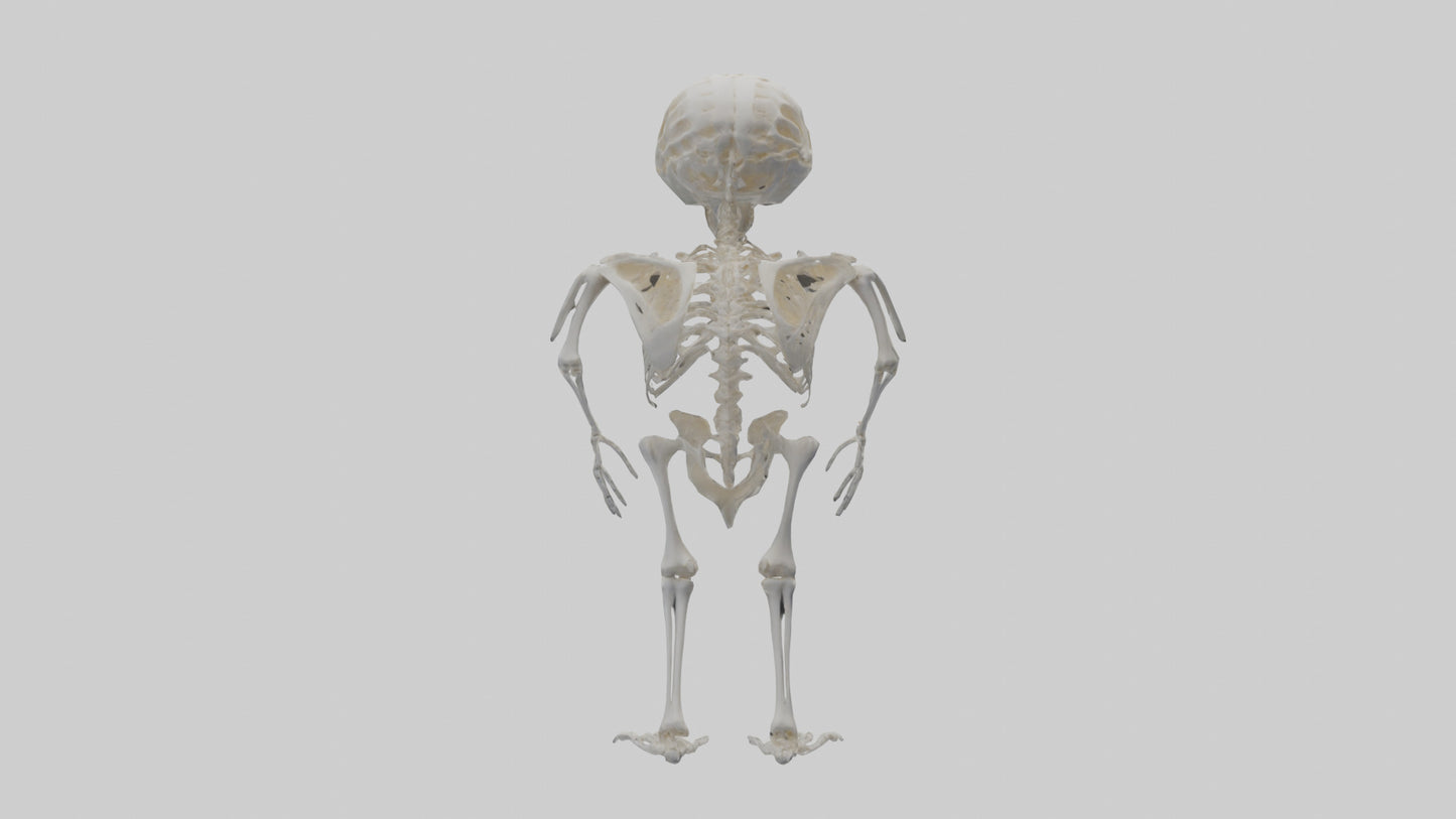3D model Owl Skeleton model VR / AR / low-poly