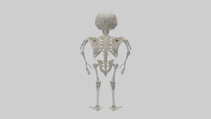 3D model Owl Skeleton model VR / AR / low-poly