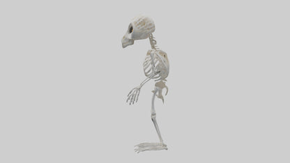 3D model Owl Skeleton model VR / AR / low-poly