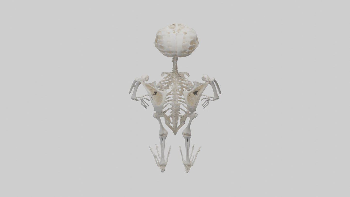3D model Owl Skeleton model VR / AR / low-poly
