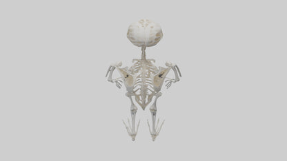 3D model Owl Skeleton model VR / AR / low-poly