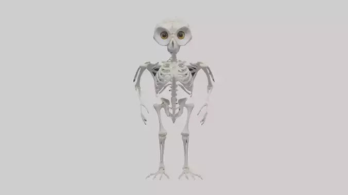 3D model Owl Skeleton model VR / AR / low-poly