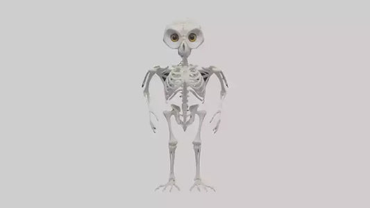 3D model Owl Skeleton model VR / AR / low-poly