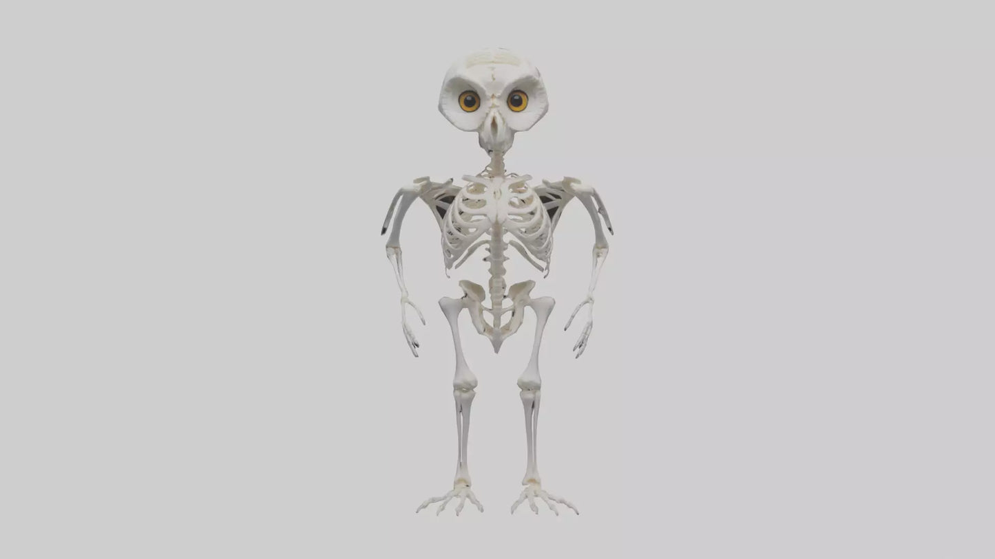 3D model Owl Skeleton model VR / AR / low-poly