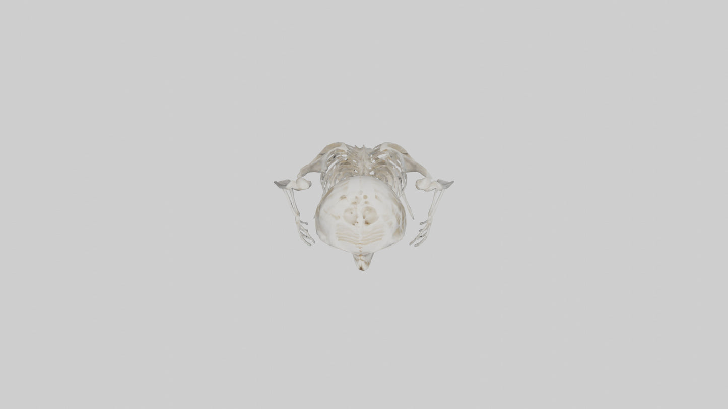 3D model Owl Skeleton model VR / AR / low-poly